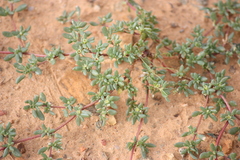 Trianthema triquetra var. triquetra